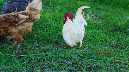 Beautiful colorful chickens are walking in the grass.