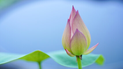 Pink lotus buds against a soft-focus background