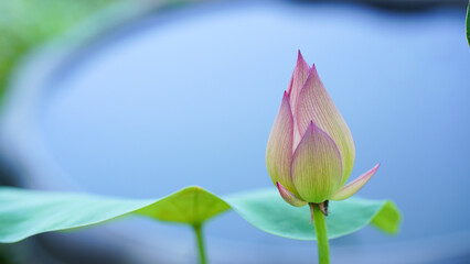 Fototapeta premium Pink lotus buds against a soft-focus background