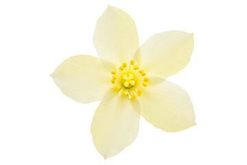 Delicate pale yellow flower with a large center and five petals isolated on a transparent background