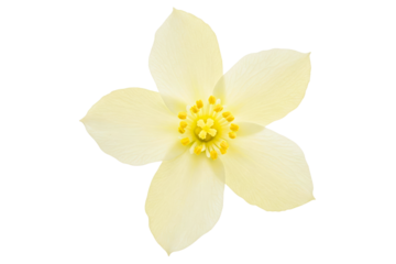 Delicate pale yellow flower with a large center and five petals isolated on a transparent background