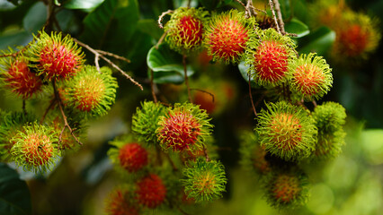 Red rambutan fruit hanging from the tree