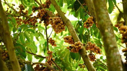 Longkong fruits hanging on the tree