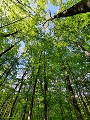 Alberi fitti nel bosco