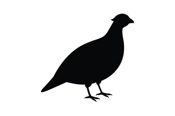 Elegant Black Grouse Bird Standing Profile View in Silhouette Style on White Background silhouette