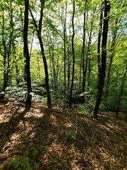 Alberi fitti nel bosco