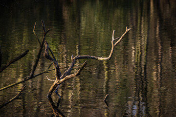Decaying branches of a fallen tree reaching out of a lake, shimery reflections of distant trees can be seen across the water.