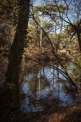 A small calm lake sits still amongst angled trees and brush, ivy covered trees and plants lean over the water.