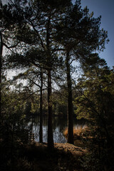 Fototapeta premium The sun shinning behind tall dark trees located on the edge of the lake shore, rough grassland around the base of the trees. Bright blue sky.