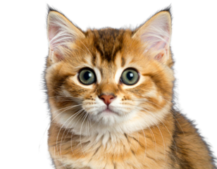 Cute Orange Kitten Head Tilted Sideways, Curious Expression, Isolated