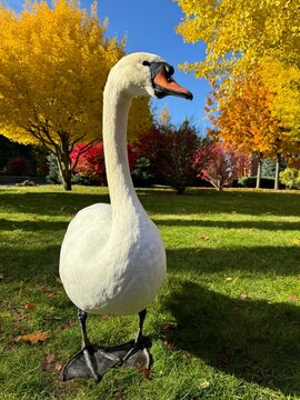 Swan mute walking in autumn park.