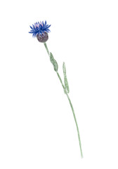 Blue knapweed flower with stem and green leaves. Hand-painted watercolor illustration isolated on white, ideal for floral arrangements, greeting cards, patterns, herbal designs, nature compositions