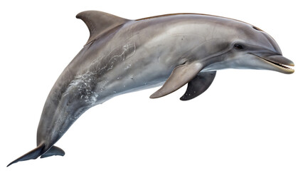 Obraz premium PNG Full Body Bottlenose Dolphin Isolated on White Background