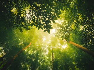 Sunlight Filtering Through Lush Forest Canopy