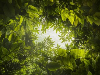 Lush Green Canopy Above, Sunlight Filtering Through