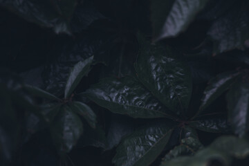 Dark Glossy Leaves Texture – Close-up of dark, glossy leaves with deep shadows and subtle highlights, perfect for moody natural backgrounds and organic textures