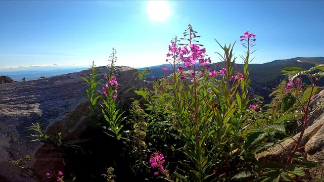 Pink wildflowers sway in the mountain breeze under bright sunlight. Flower and nature idea. Landscape and summer concept.