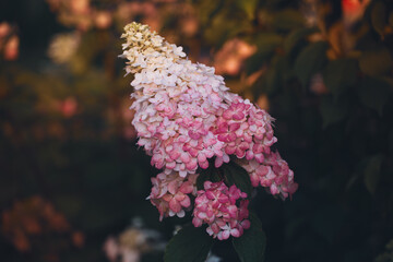 Delicate pink and white hydrangea cluster blooming in soft natural light. Close-up floral...