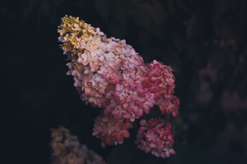 Hydrangea flowers in soft fading light. Gentle pastel tones and natural textures in a close-up botanical shot with dark background.
