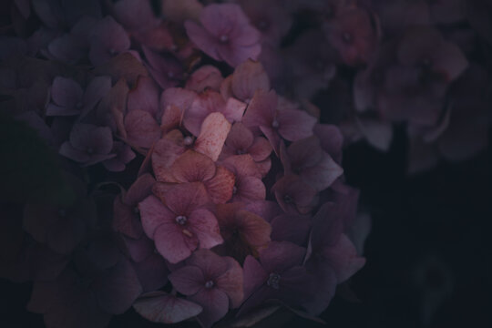 Moody close-up of pink hydrangea flowers in soft focus. Dark tones, subtle textures and low light create a dreamy, vintage floral atmosphere full of tenderness and depth. - Powered by Adobe