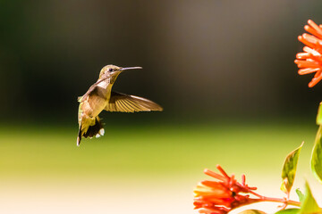 Ruby-throated Hummingbird in Flight Near Firebush Flowers