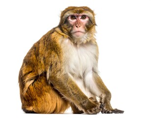 Fototapeta premium Monkey portrait, seated, against white