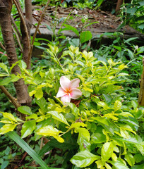 tropical flower in thailand