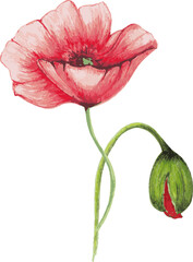 Botanical Illustration of Red Poppy