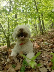 Cane Lagotto in cerca di tartufi nel bosco