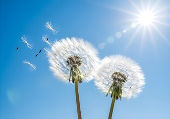 Obraz premium Two dandelions releasing seeds into blue sky with sunlight symbolizing freedom hope dreams and change in nature concept