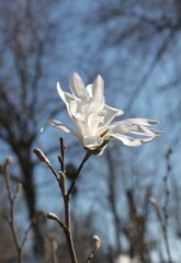 magnolia tree blossom in springtime. tender pink flowers bathing in sunlight. warm april weather. Pink spring magnolia flowers branch	

