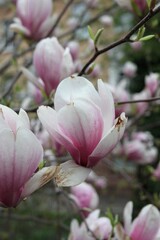 Fototapeta premium magnolia tree blossom in springtime. tender pink flowers bathing in sunlight. warm april weather. Pink spring magnolia flowers branch 