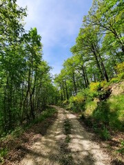 Alberi fitti nel bosco