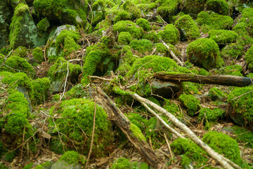 Obraz premium A lush, moss-covered hillside with dark rocks and fallen logs. The vibrant green moss dominates the scene, creating a textured and wild landscape.