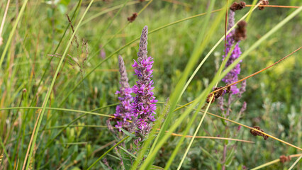 Loosestrife