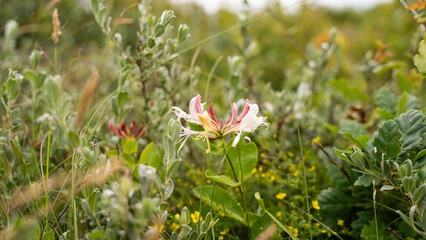 Skagen Geißblattblume