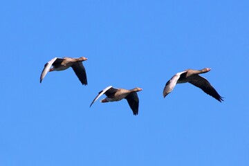 closeup of geese