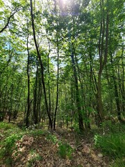 Obraz premium Alberi fitti nel bosco