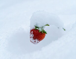 Strawberry emerging from snow in winter landscape highlighting seasonal contrasts