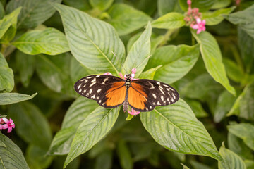 A dark and light brown butterfly with white spots on it's open wings is gathering nectar from a small pink flower bursting from a green leafy plant, other green leafy plants with pink flowers are arou