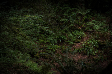 Many vibrant green ferns break through the decaying leaf covered forest floor, branches and bases of tall dark green trees can be seen around.
