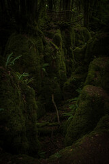 Dark and gloomy moss covered rocks and fallen trees in Puzzlewood. A distance wooden view point can be seen and ferns are growing sporadically out of the rocks.