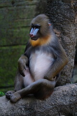 baboon sitting on the ground