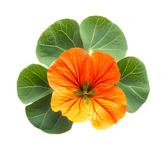 Vibrant Ultra Realistic UHD Nasturtium Flower Photo for Professional Design Projects