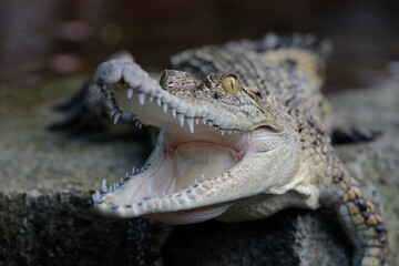 crocodile in the water