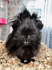 Grumpy Black Guinea Pig with Messy Hair