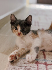 Portrait of an Adorable Calico Kitten Lying on a Rug
