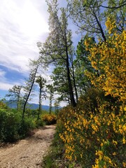 Sentiero di collina