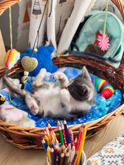 Playful Kitten in a Wicker Basket with Toys