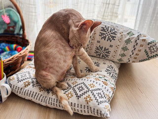 Orange Tabby Cat Grooming on a Patterned Cushion